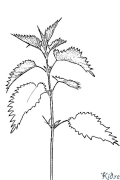 nettle Саҳифаҳои Рангкунии Чопшаванда
